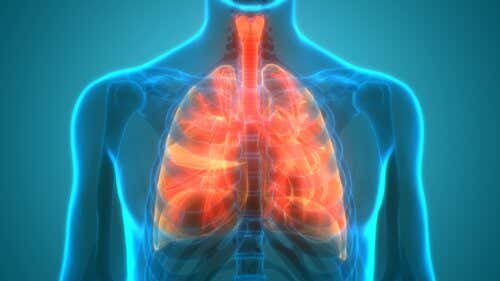 Microbioma pulmonar: ¿los pulmones son estériles?