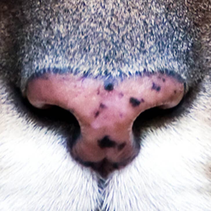 La nariz del puma.