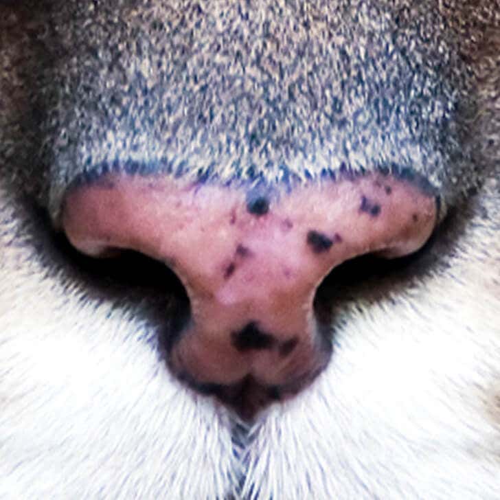 La nariz del puma.