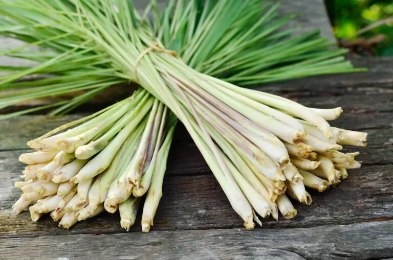 10 tipos de citronela y sus características
