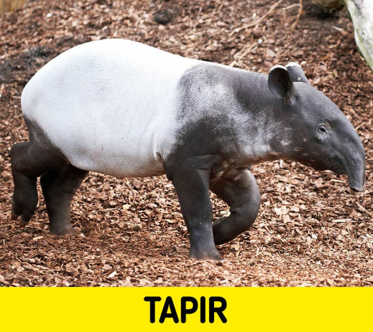 El tapir.