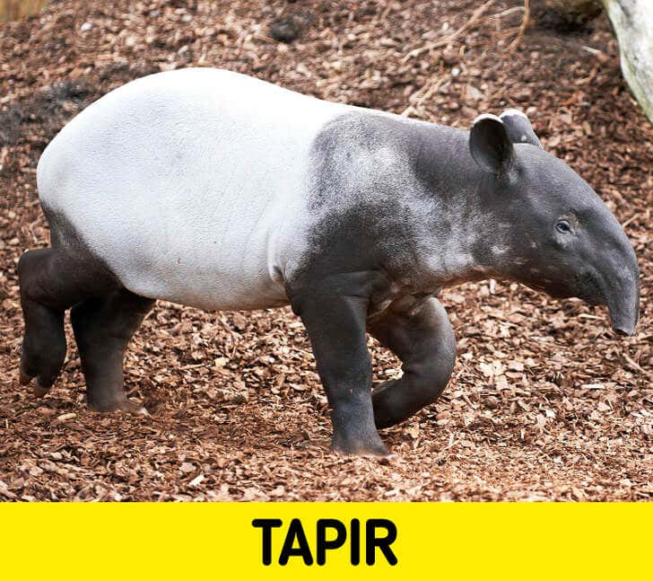 El tapir.