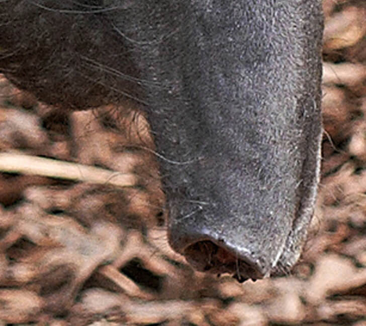 La nariz del tapir.