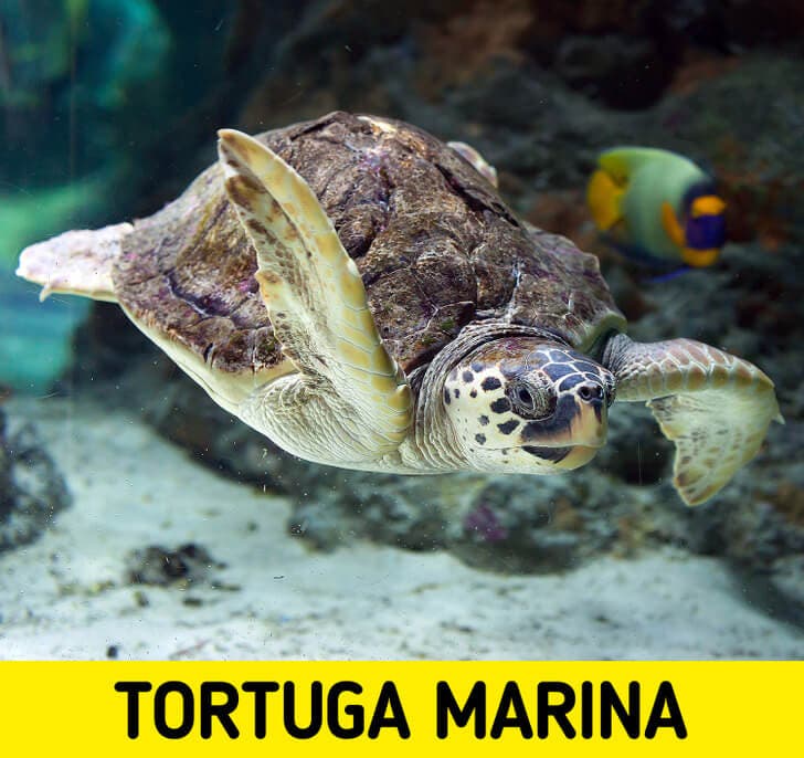 Tortuga.