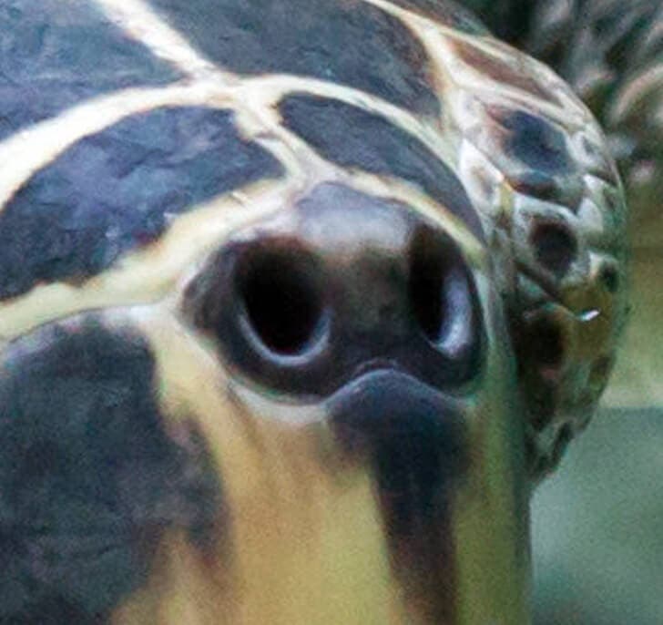 La nariz de la tortuga.