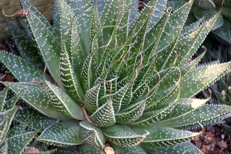 Aloe salvaje: características y cuidados