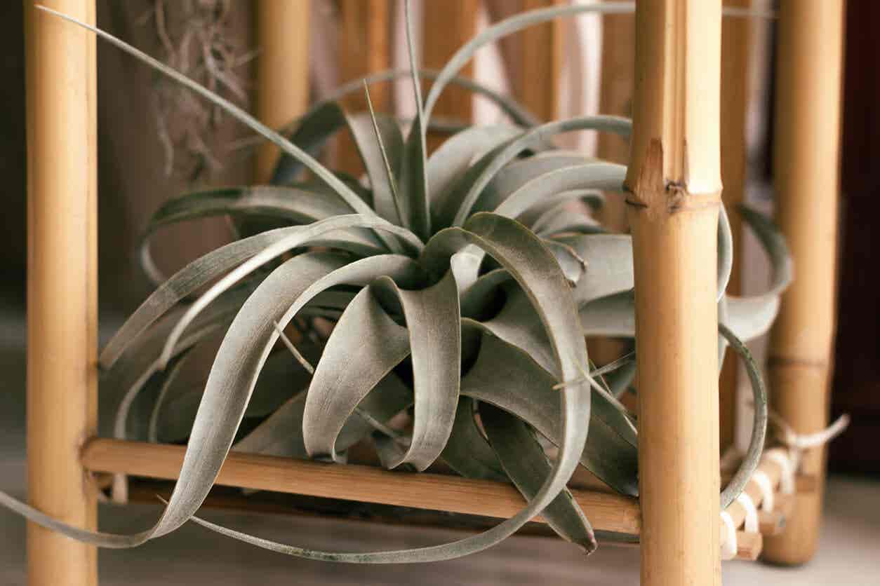 L'oeillet de l'air est une mini plante pour décorer les salles de bain.