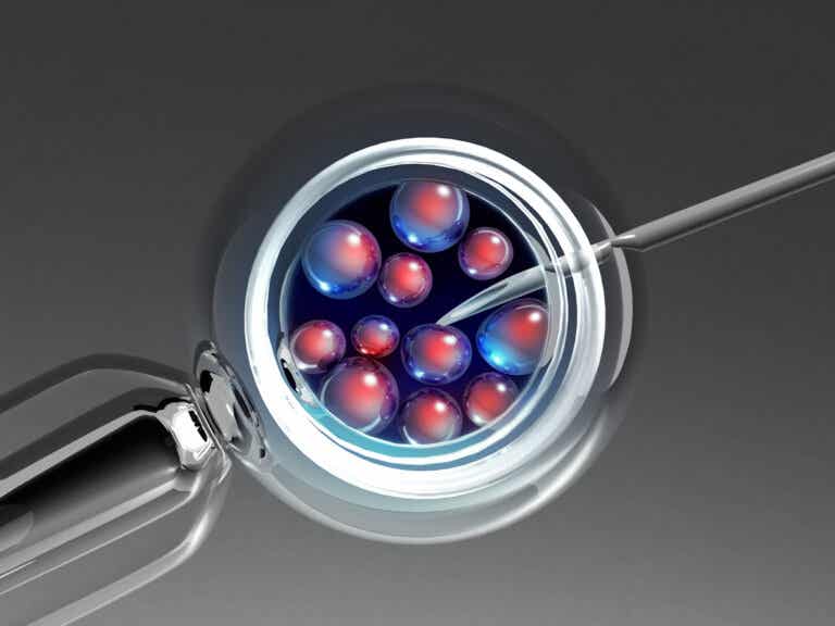Transferencia embrionaria: ¿cómo y por qué se realiza?
