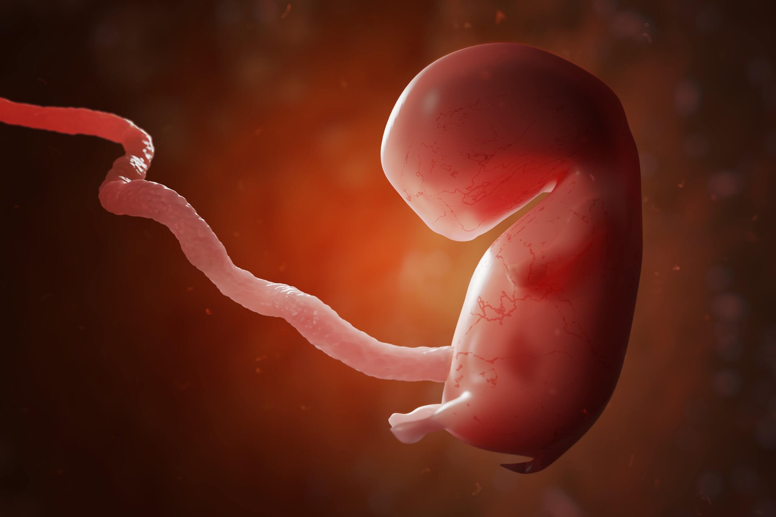 Een foetus