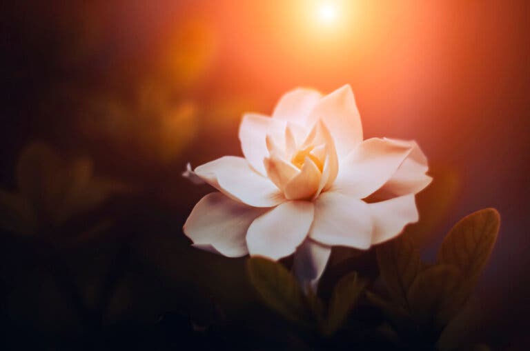 7 tipos de gardenias y sus características