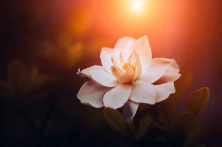 7 tipos de gardenias y sus características