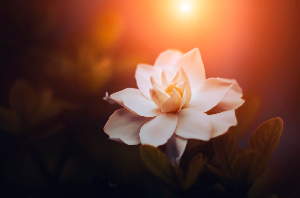 7 tipos de gardenias y sus características - Mejor con Salud
