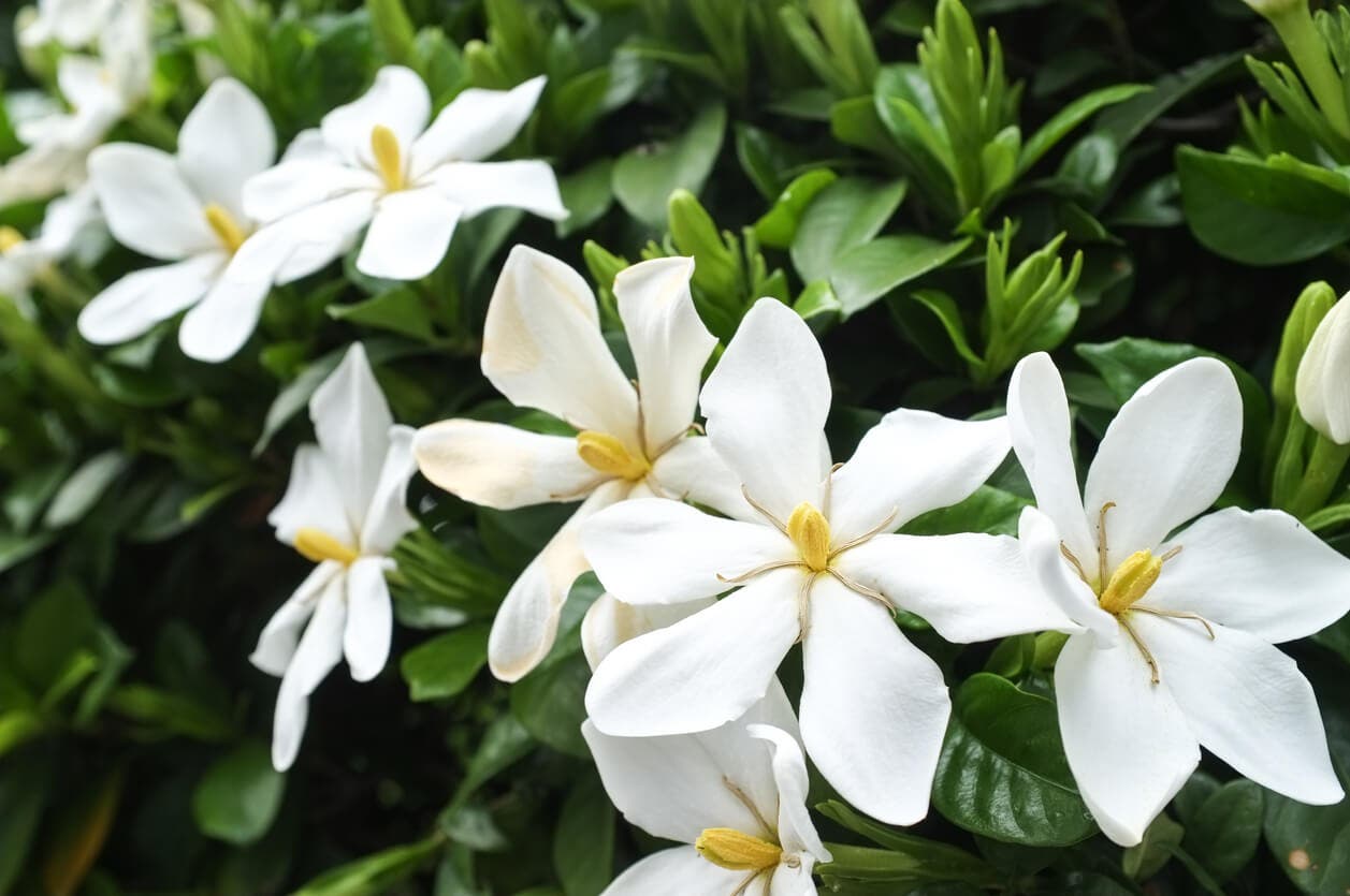 gardenia blomster