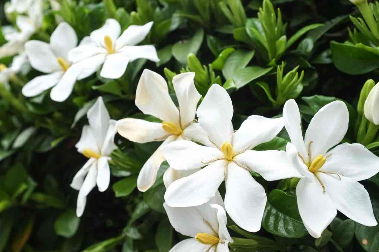 Białe kwiaty gardenii