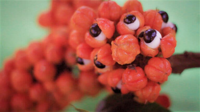 Guaraná: usos, propiedades y contraindicaciones