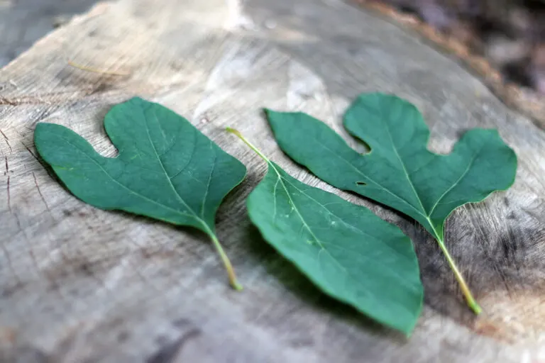 Té de sasafrás: todo lo que debes saber antes de probarlo
