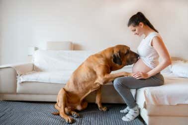 ¿Qué beneficios traen los perros durante el embarazo?