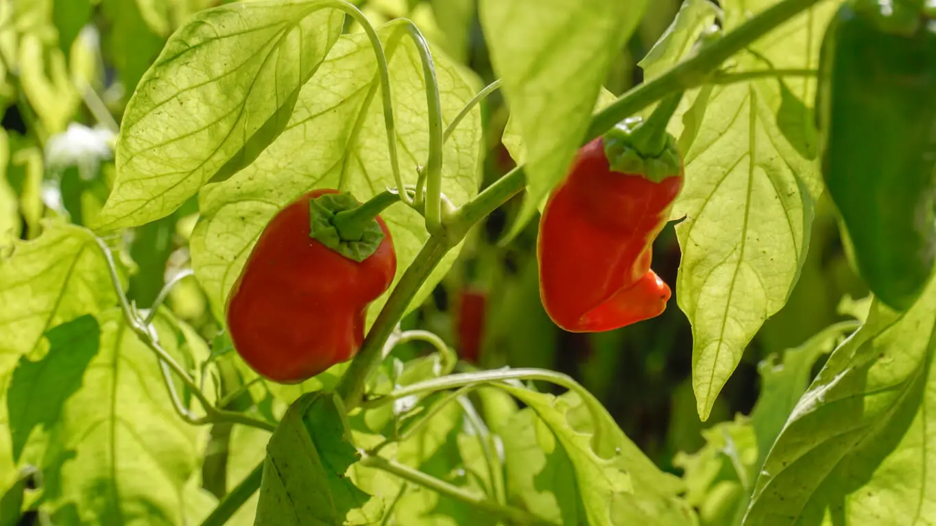 Pimiento del piquillo.