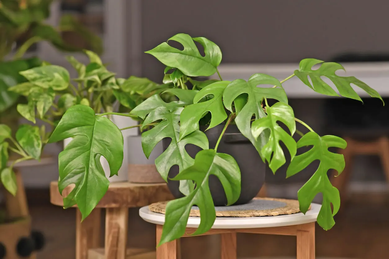 Tropische Zimmerpflanzen - Monstera deliciosa