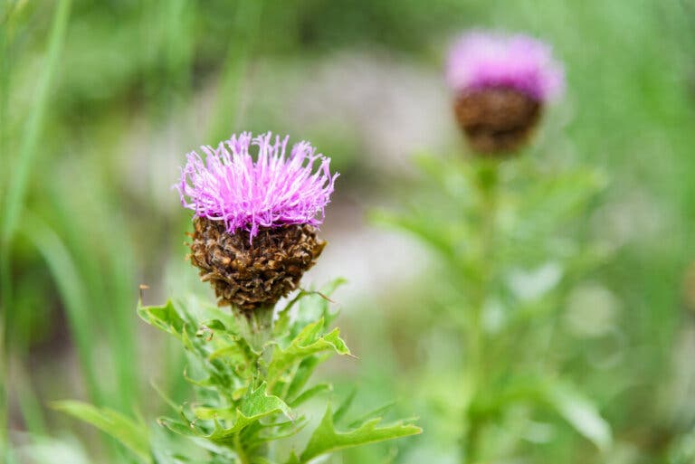 Turkesterona para ganar masa muscular: beneficios y cómo tomarla