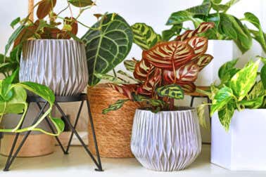 7 plantas tropicales para decorar el interior de tu casa