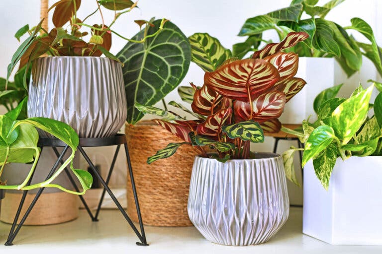 9 consejos para cuidar las plantas interiores