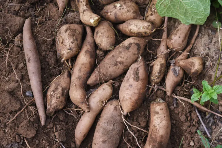 Jarabe de yacón: ¿puede este endulzante ayudar en la pérdida de peso?