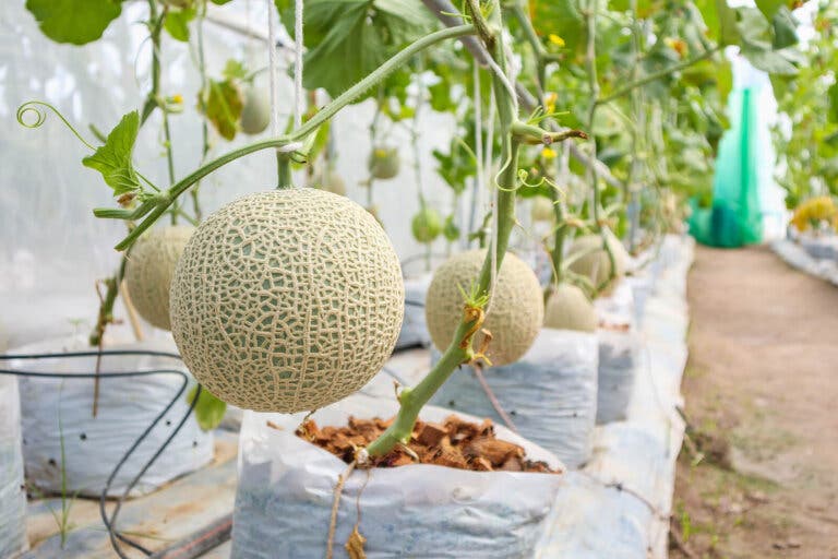 4 grandes remedios naturales y caseros a base de melón