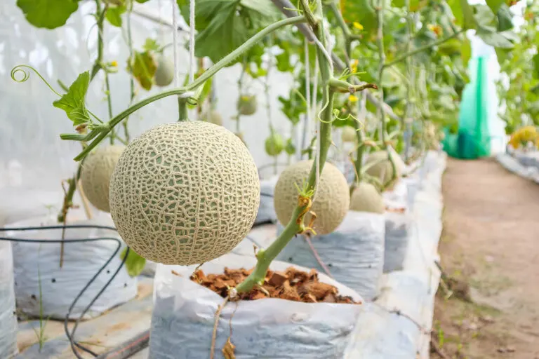 4 grandes remedios naturales y caseros a base de melón