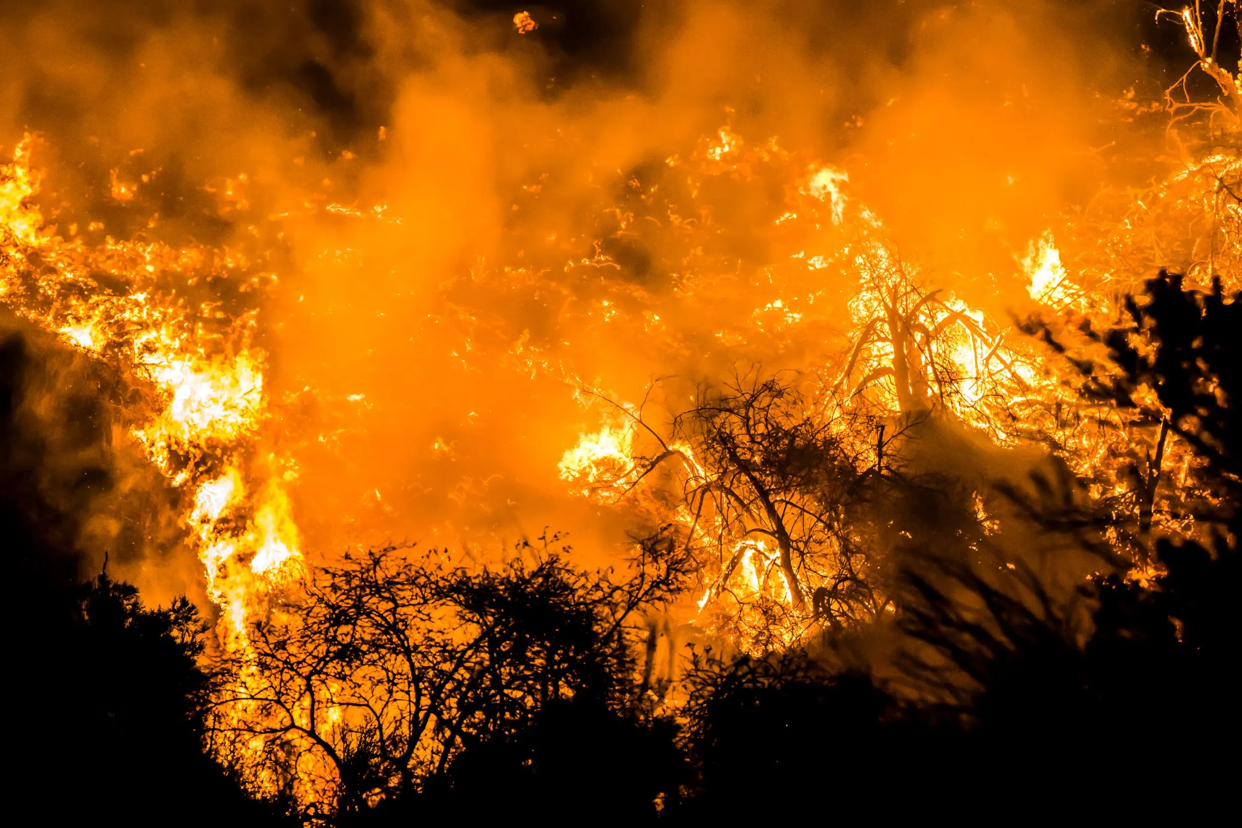 Incendie de forêt.