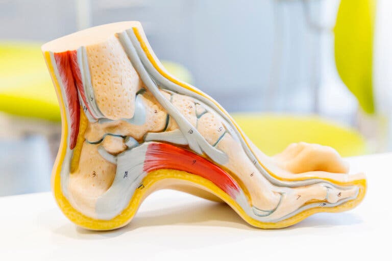 Anatomía del pie: sus partes y problemas comunes