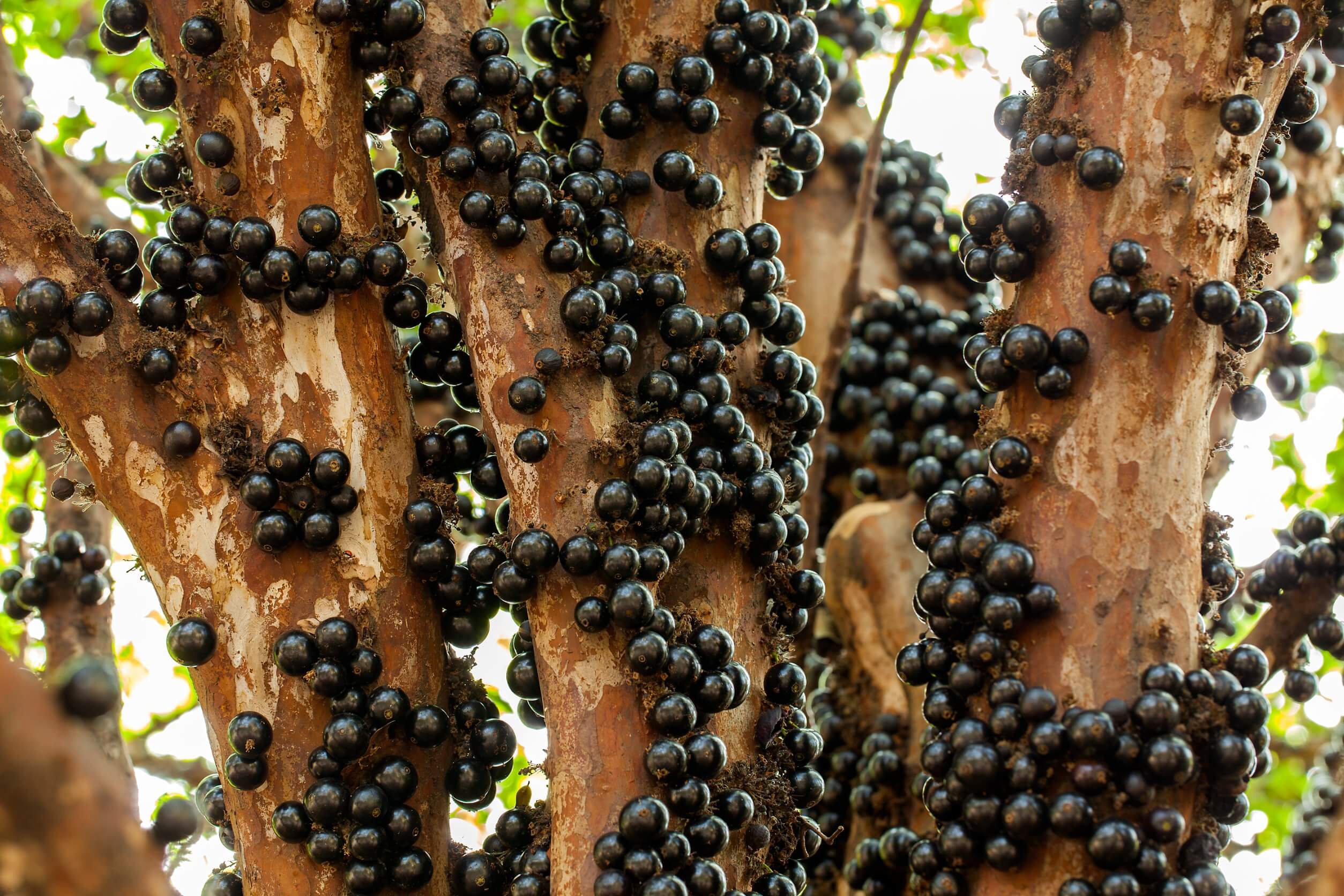Jaboticaba