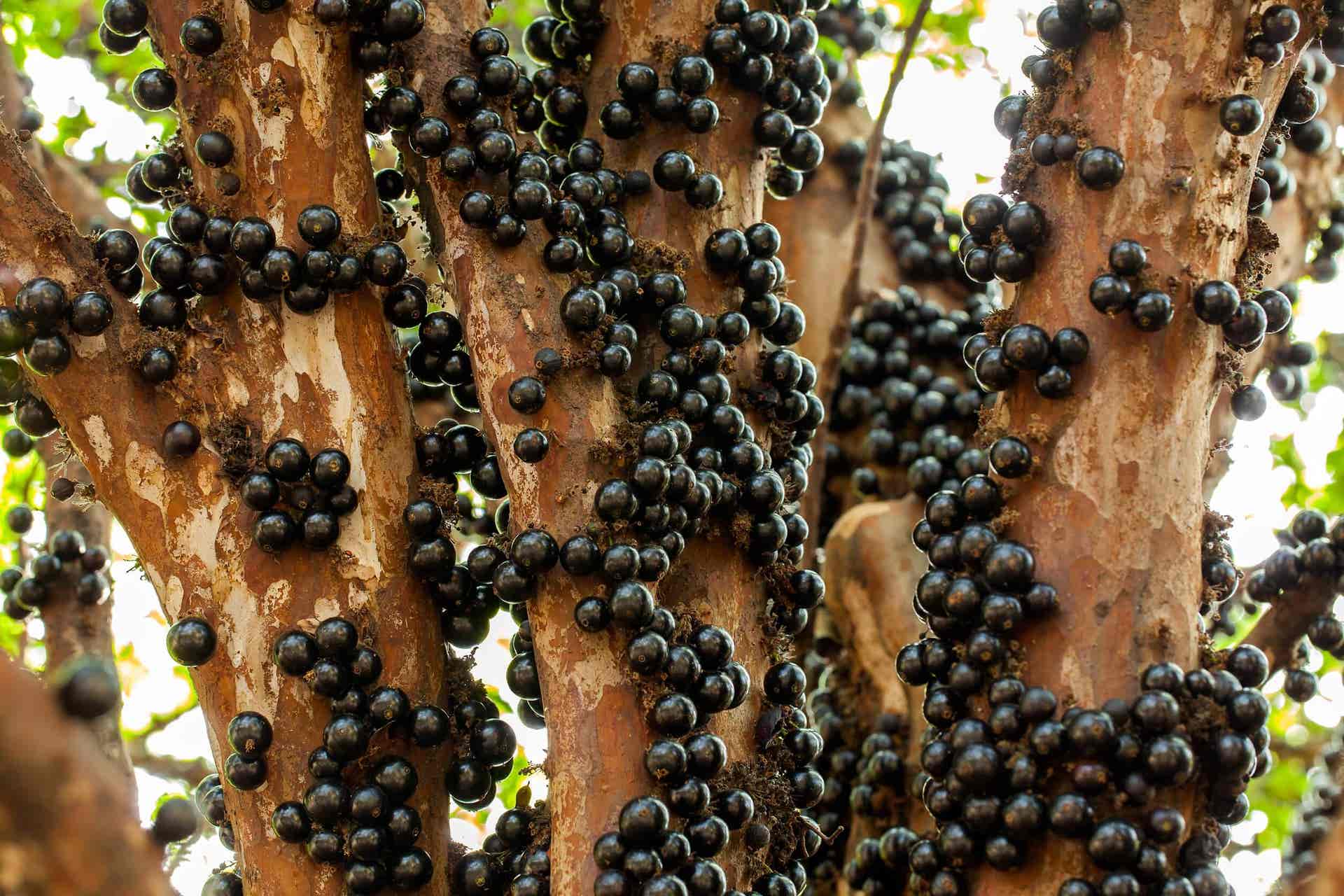 Jabuticaba - Früchte am Baum