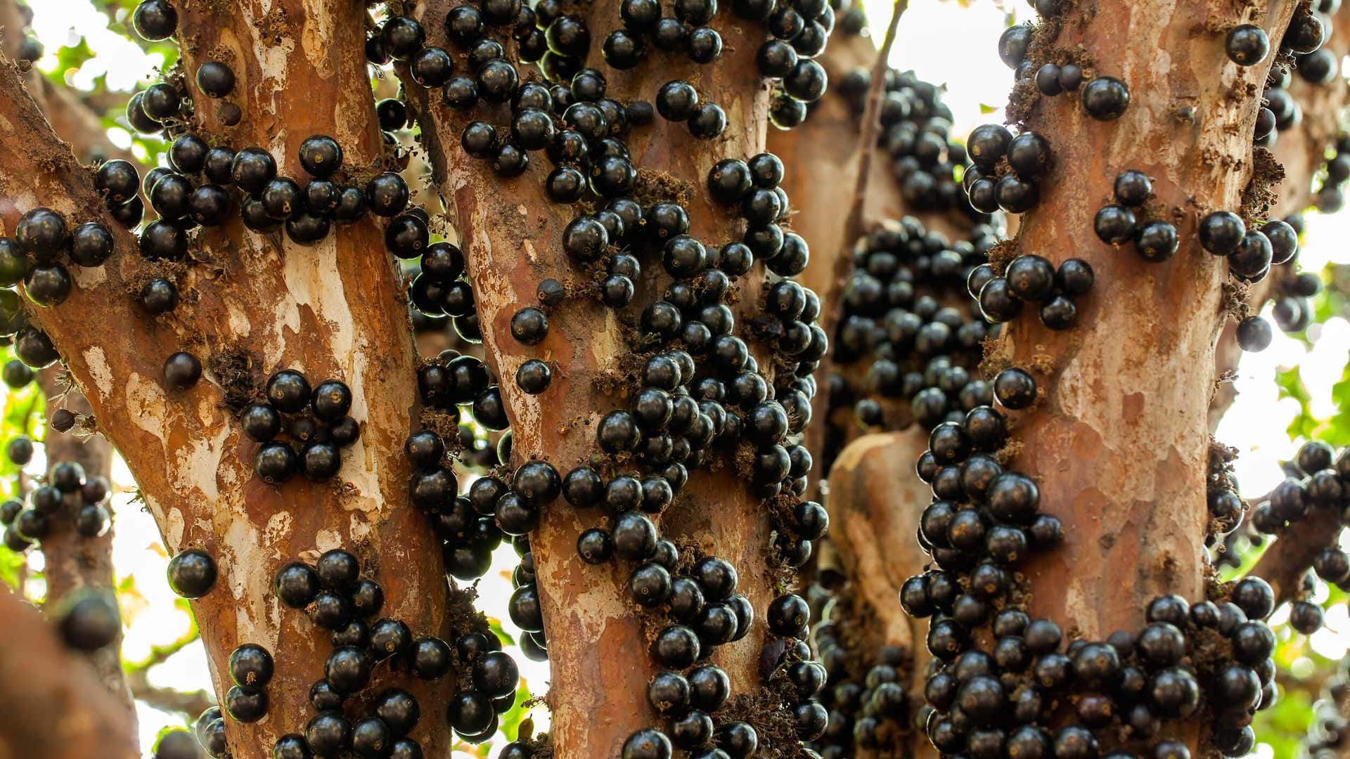 Jabuticaba: benefits and how to consume it