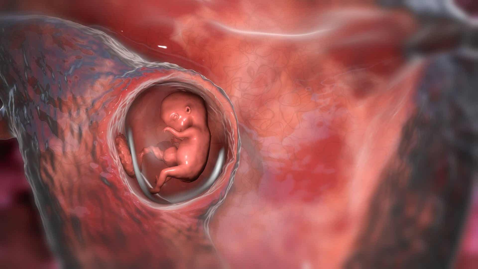 El tapón mucoso cumple funciones de protección del feto.
