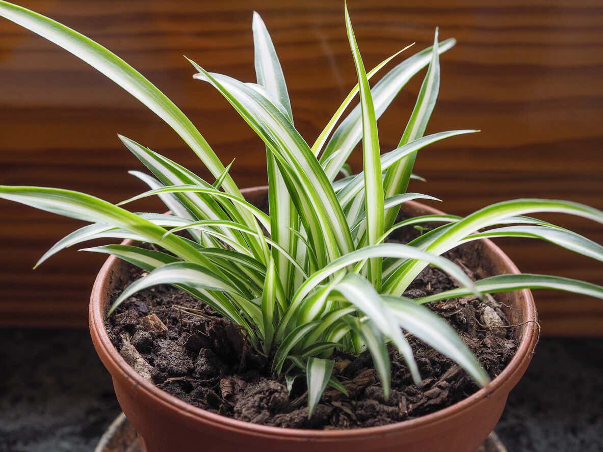 Tape ou malamadre : une plante pour purifier l'air de la maison.