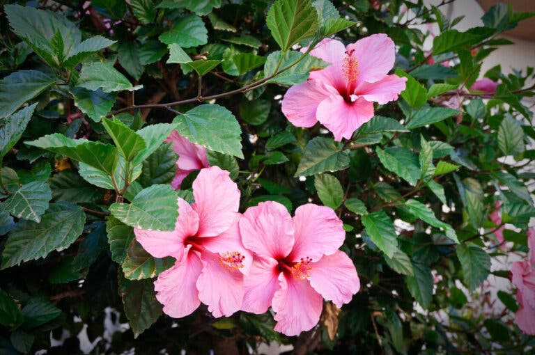 Flor de cayena para el cabello: ¿aporta beneficios?
