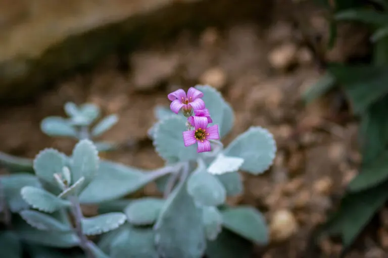 Kalanchoe pumila: cuidados y curiosidades