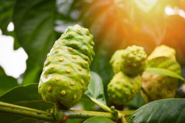Noni para el cabello: ¿funciona para frenar la caída excesiva?