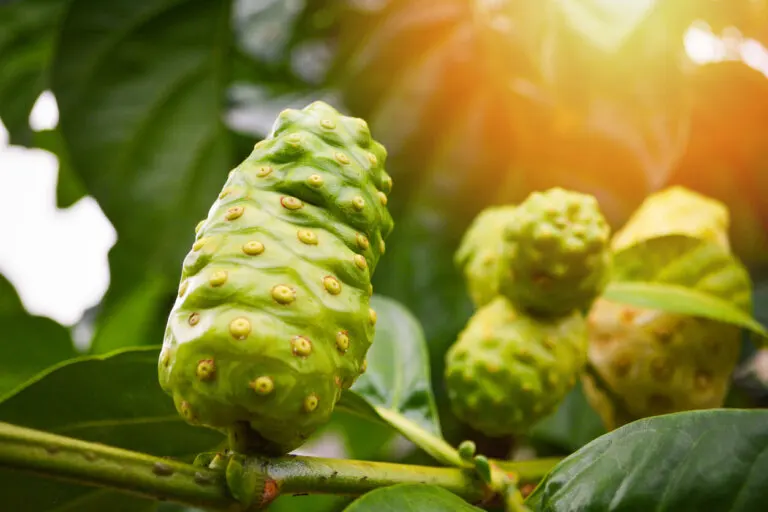 Noni para el cabello: ¿funciona para frenar la caída excesiva?