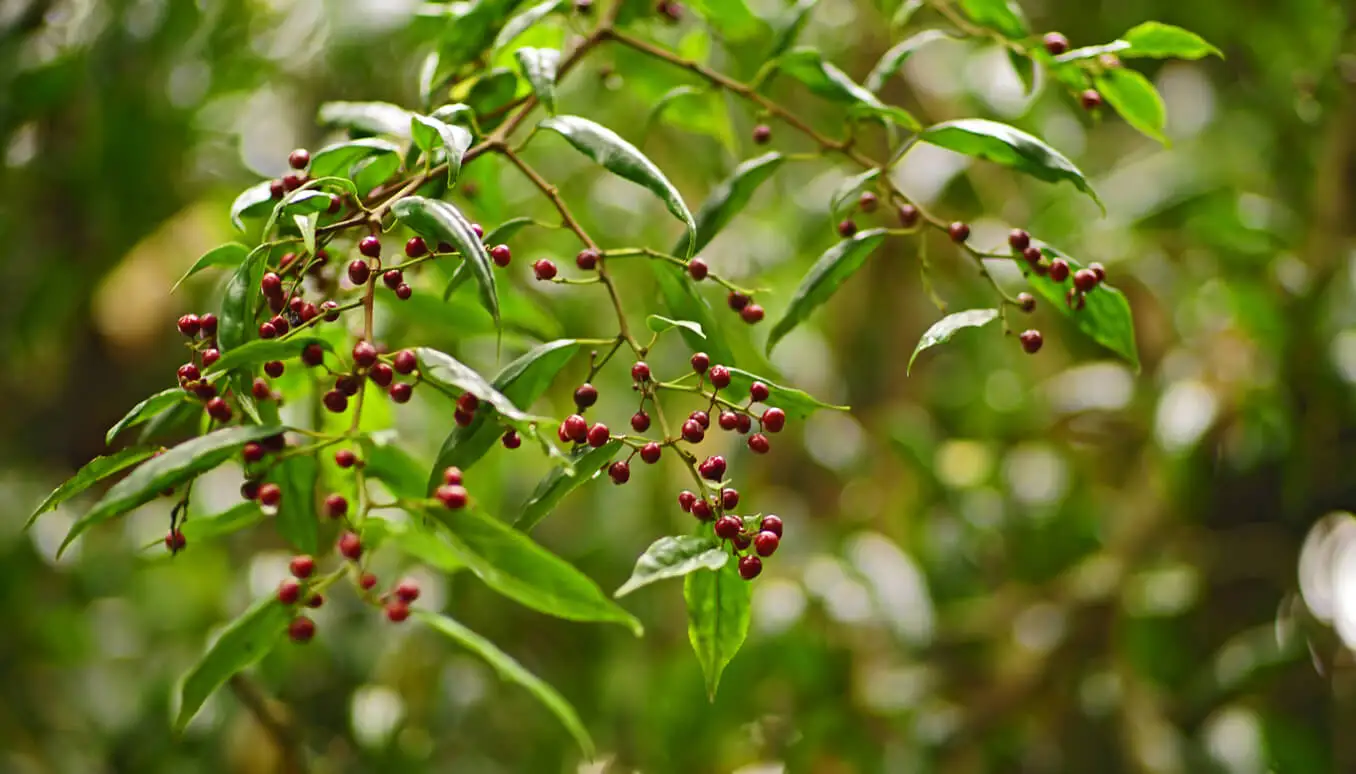 Frutos de Litsea cubeba.