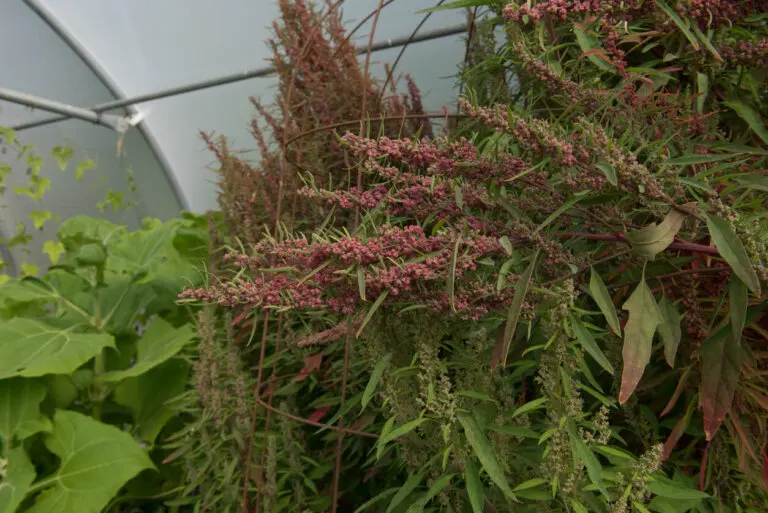 Qué son los huauzontles y cuáles son sus beneficios