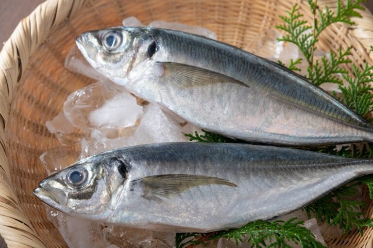 Jurel, el pescado con un valor nutricional importante