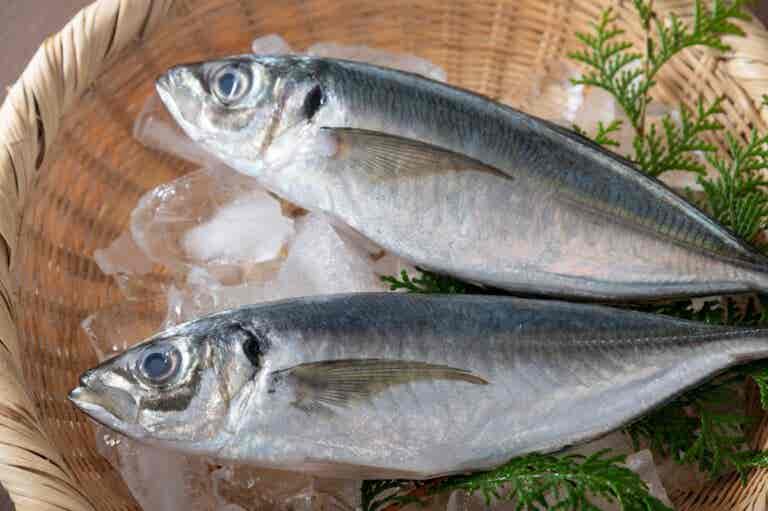 Jurel, el pescado con un valor nutricional importante