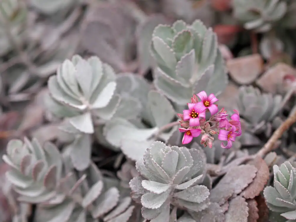 Flor de Kalanchoe pumila.