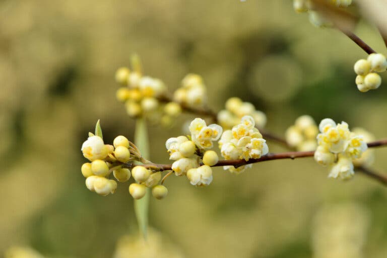 Aceite esencial de Litsea cubeba: propiedades y para qué usarlo