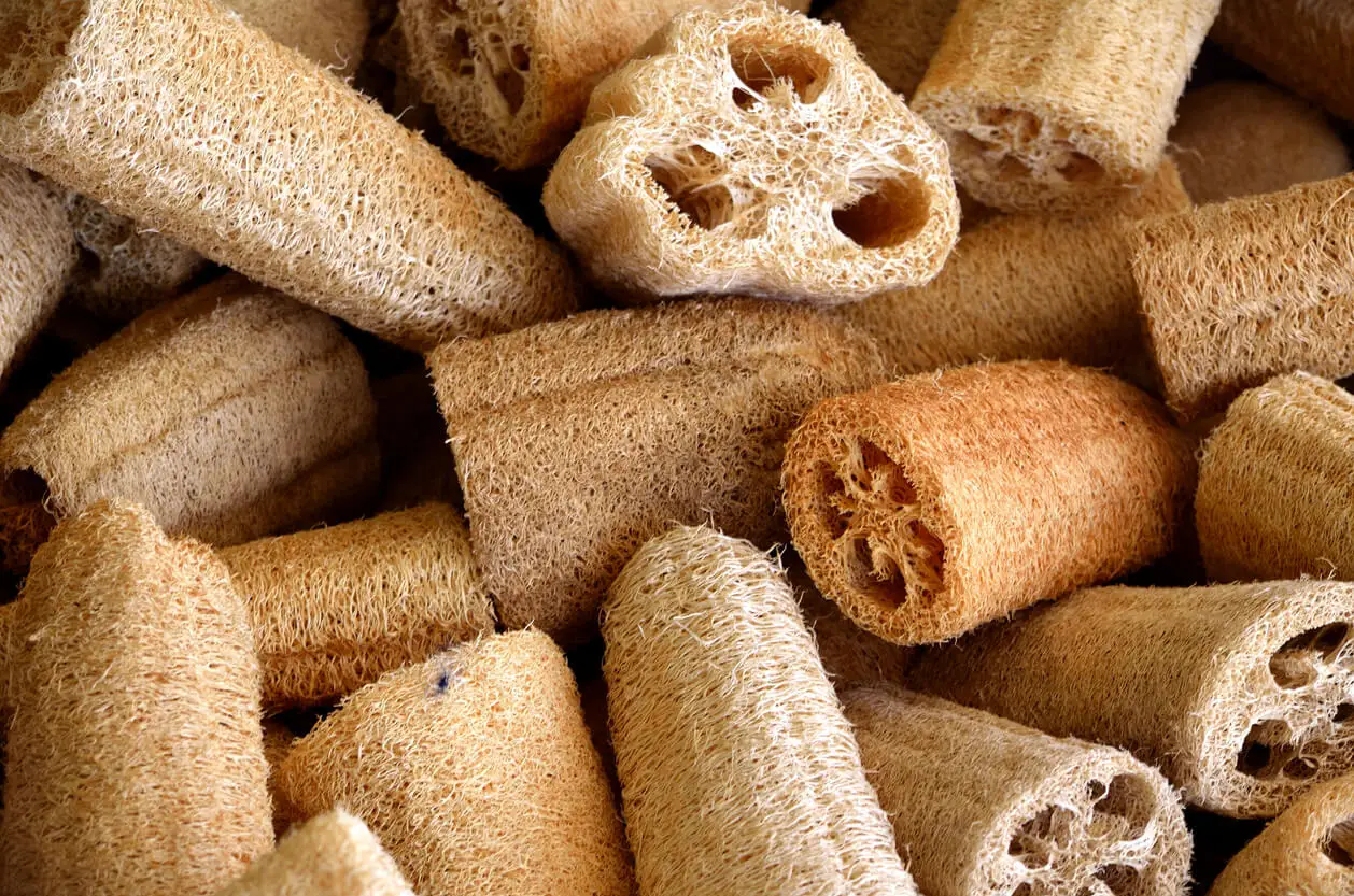 Luffa sponzen