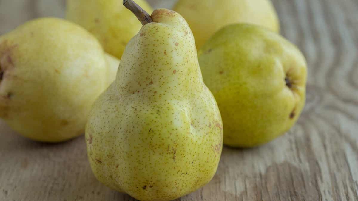 Poires : variétés et caractéristiques