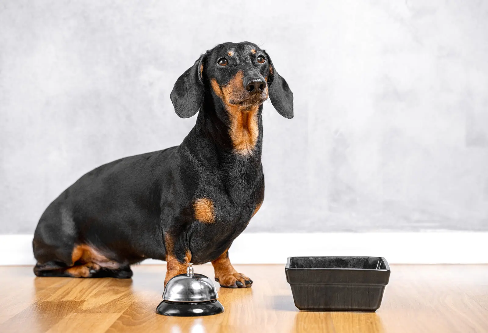 A dog with a bell.