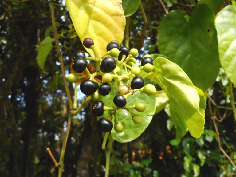 Planta de insulina (Cissus verticillata): beneficios y contraindicaciones